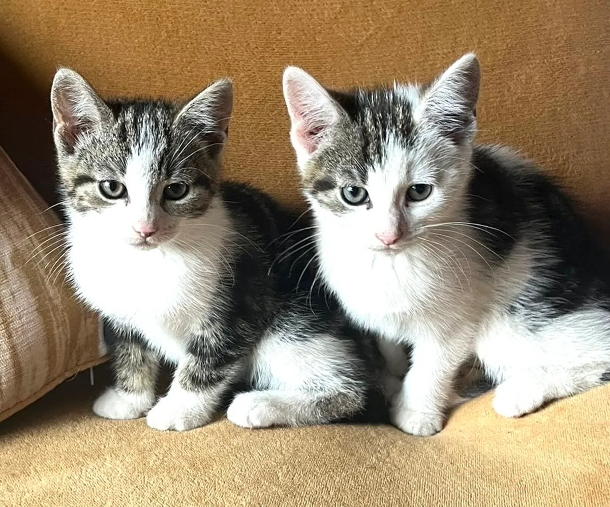 Catstrust adoption and protection. Rescued . - Image 1