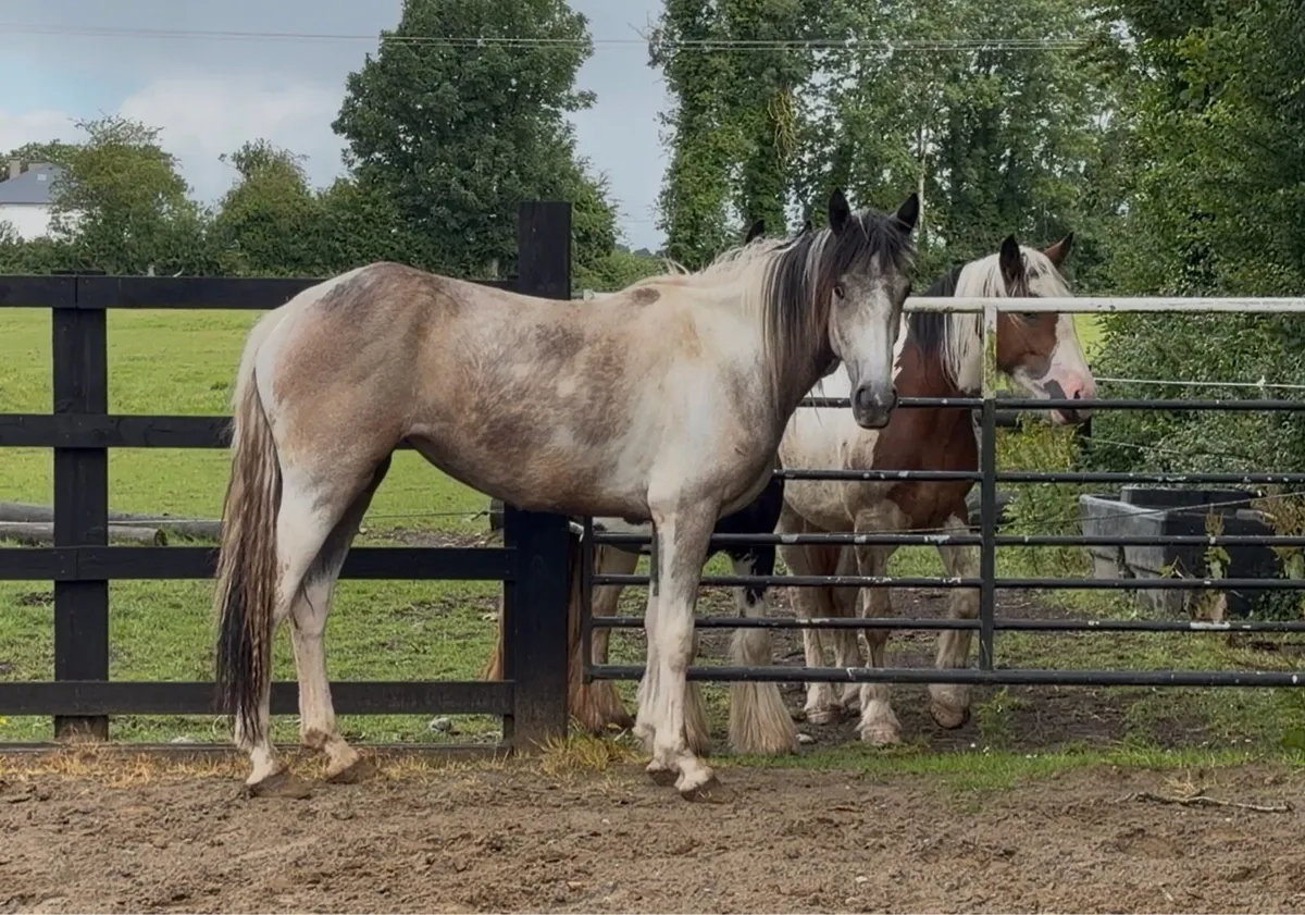 Dun & White Filly - Image 3