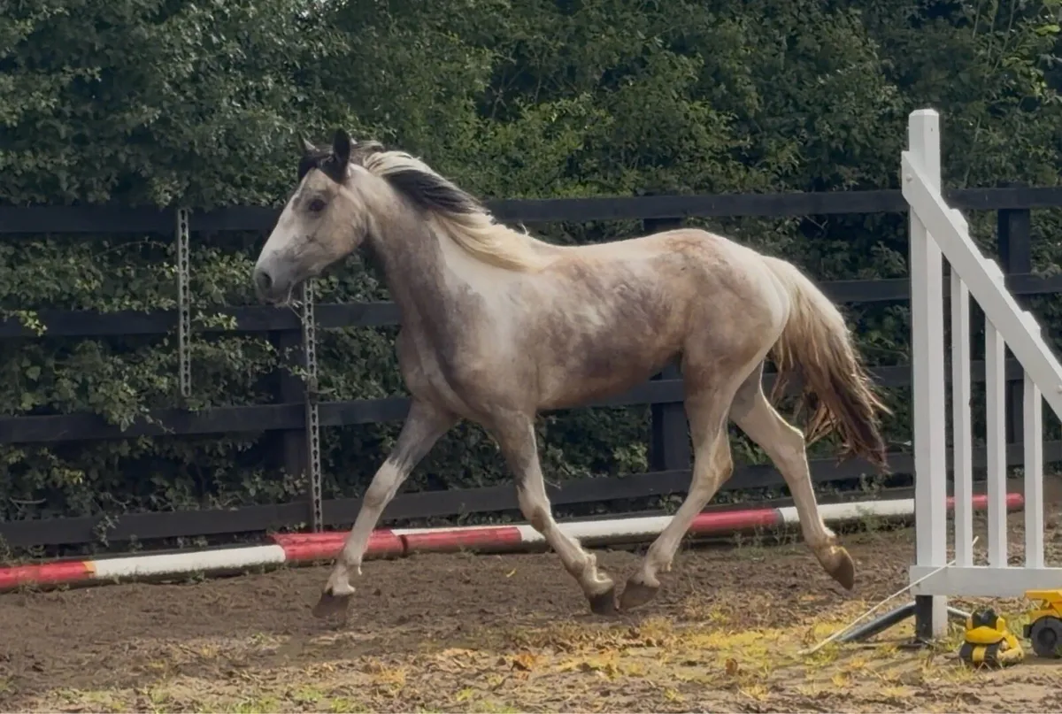 Dun & White Filly - Image 4