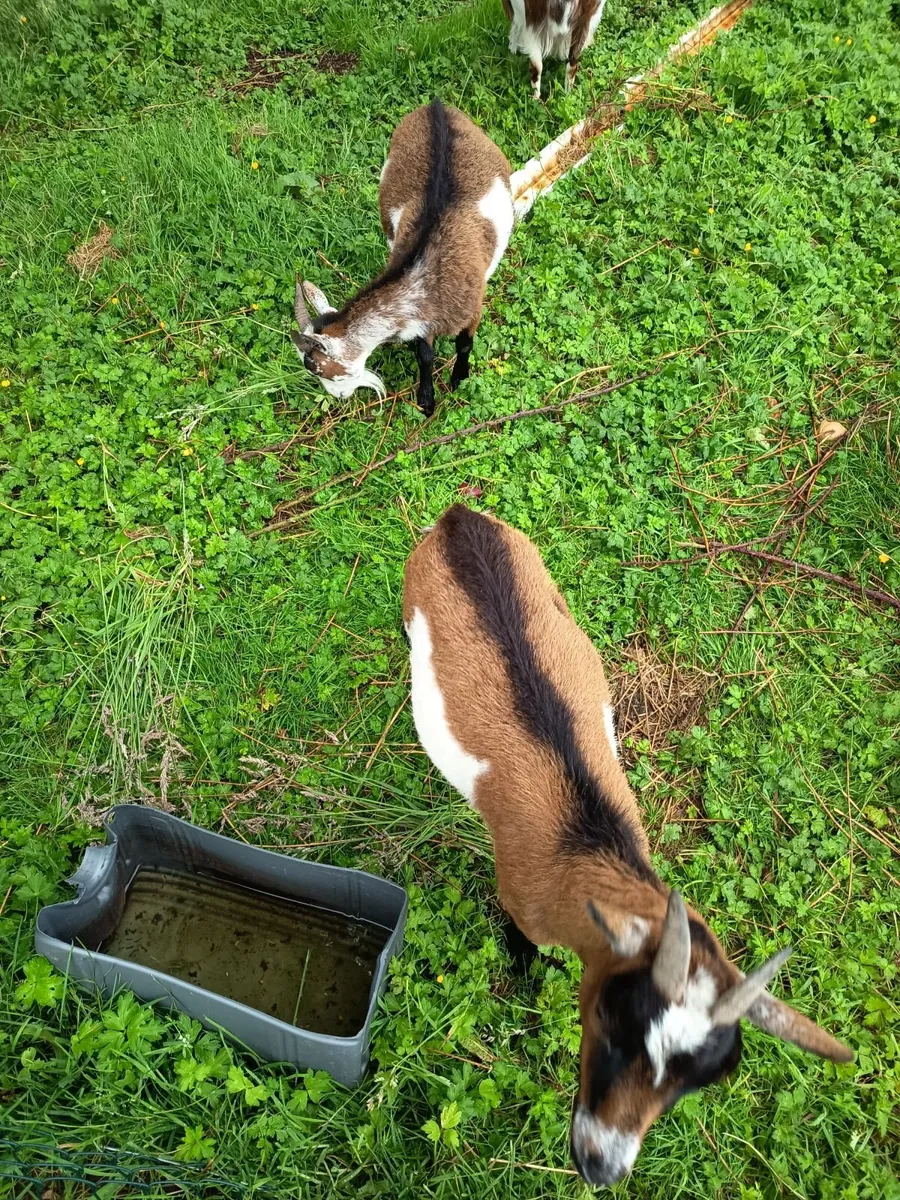 Pygmy goat Female - Image 1