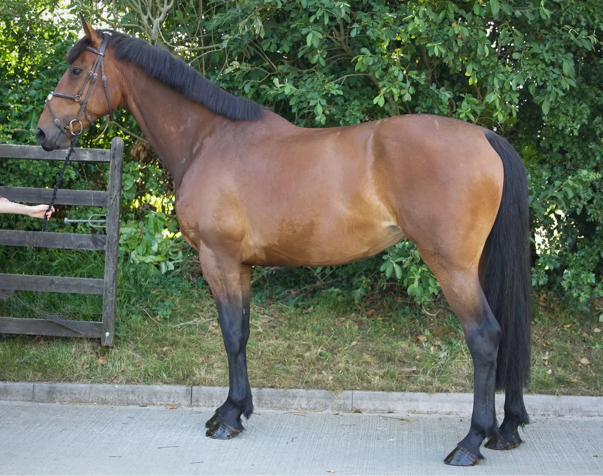 Genuine 6 year old SJ bred mare - Goresbridge 392 - Image 3