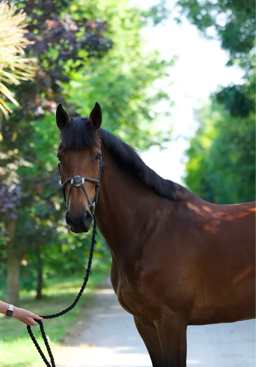 Genuine 6 year old SJ bred mare - Goresbridge 392 - Image 1