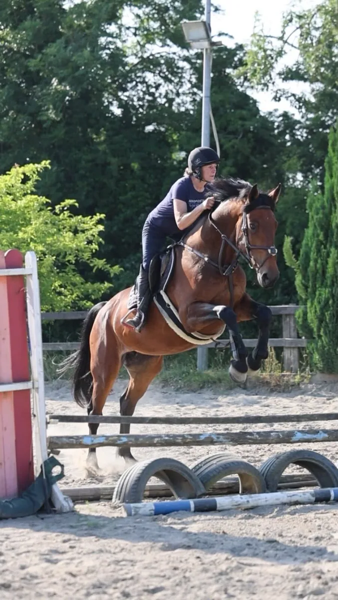 Genuine 6 year old SJ bred mare - Goresbridge 392 - Image 4
