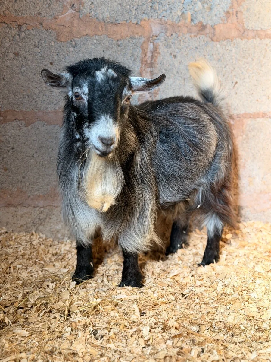 Proven Blue Pygmy Buck 1 Year Old - Image 2