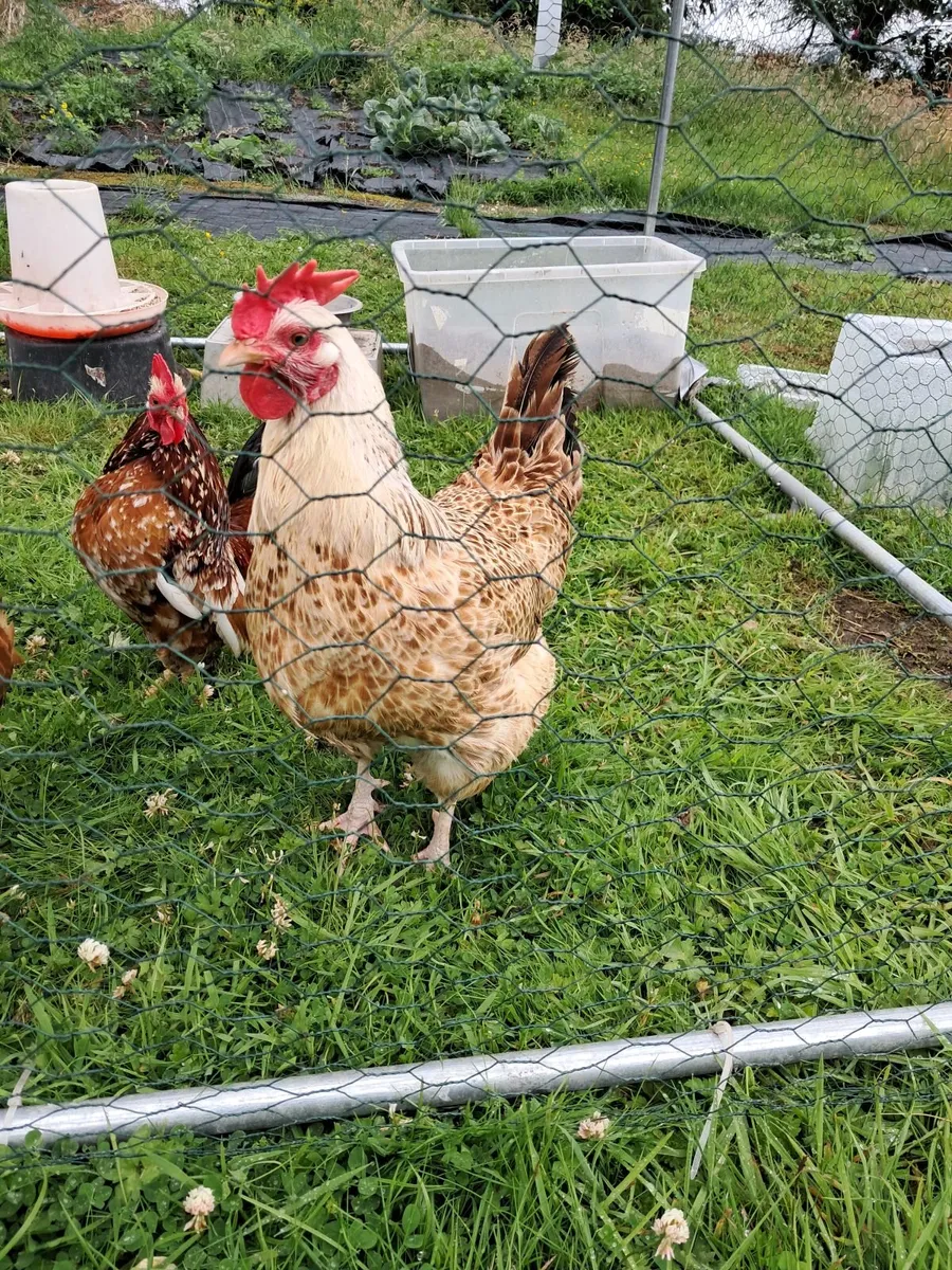 Chickens