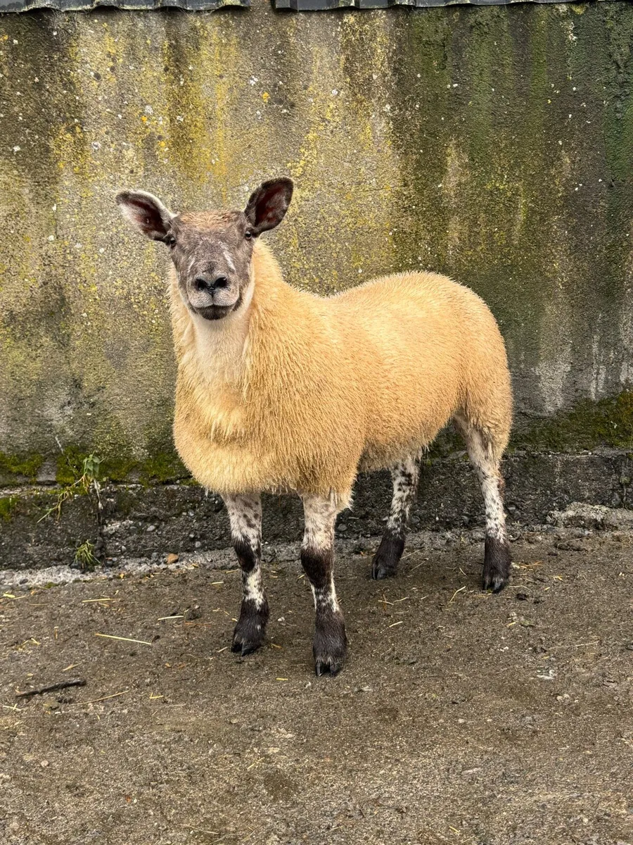 Suftex ewe lamb - Image 1