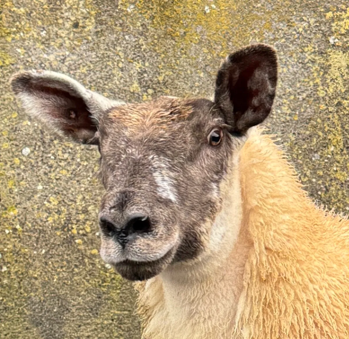 Suftex ewe lamb - Image 2
