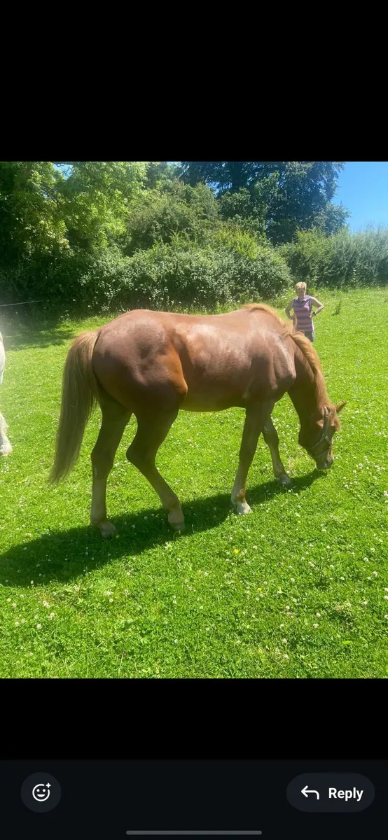 Irish Draught Filly - Image 2