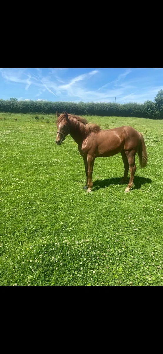 Irish Draught Filly - Image 3