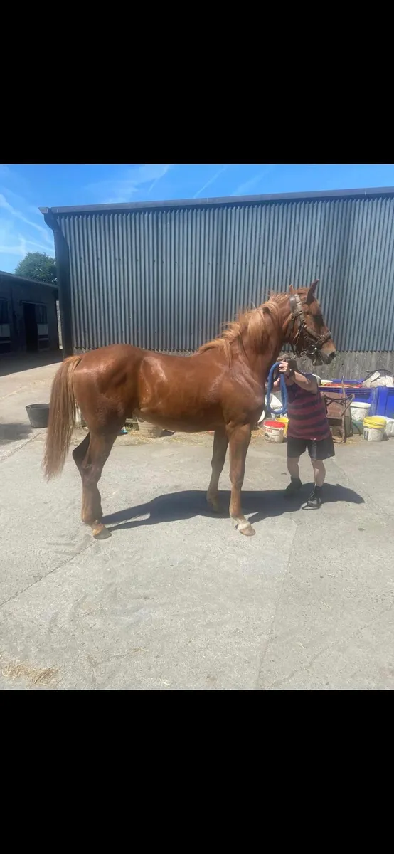 Irish Draught Filly - Image 4