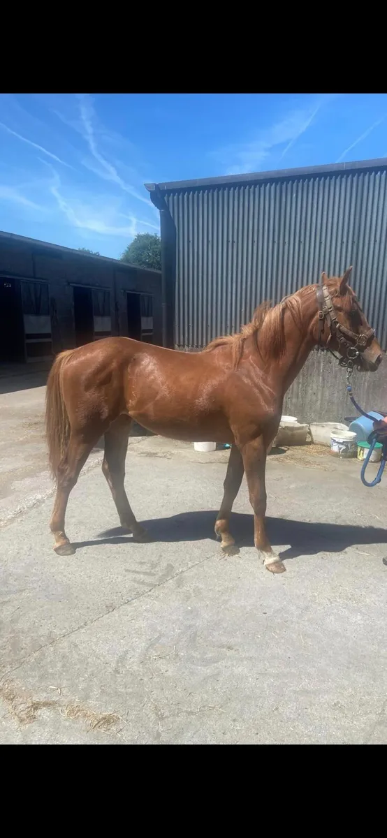 Irish Draught Filly - Image 1