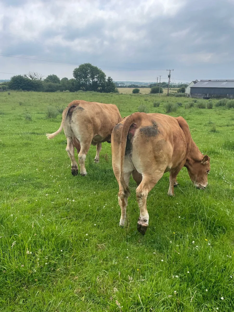 Pedigree limousine cows - Image 1
