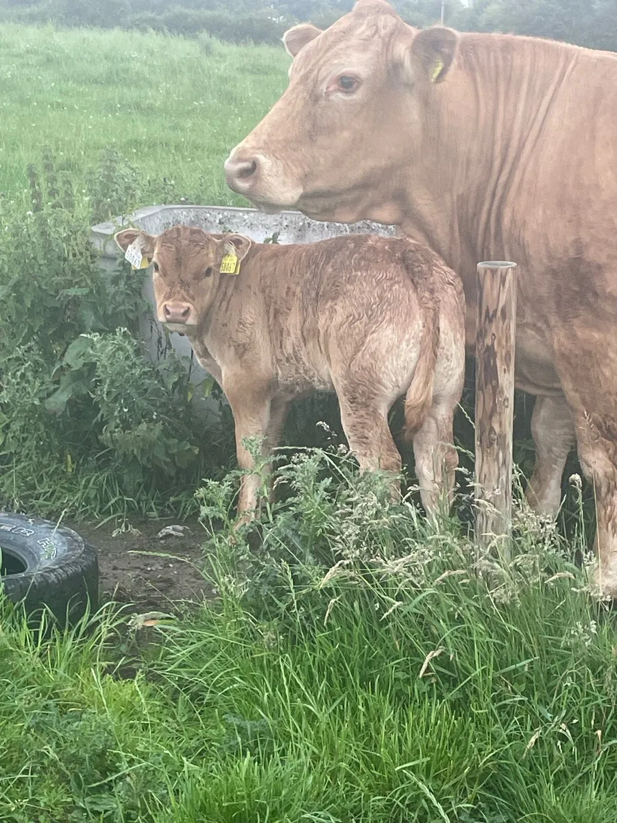 Pedigree limousine cows - Image 2