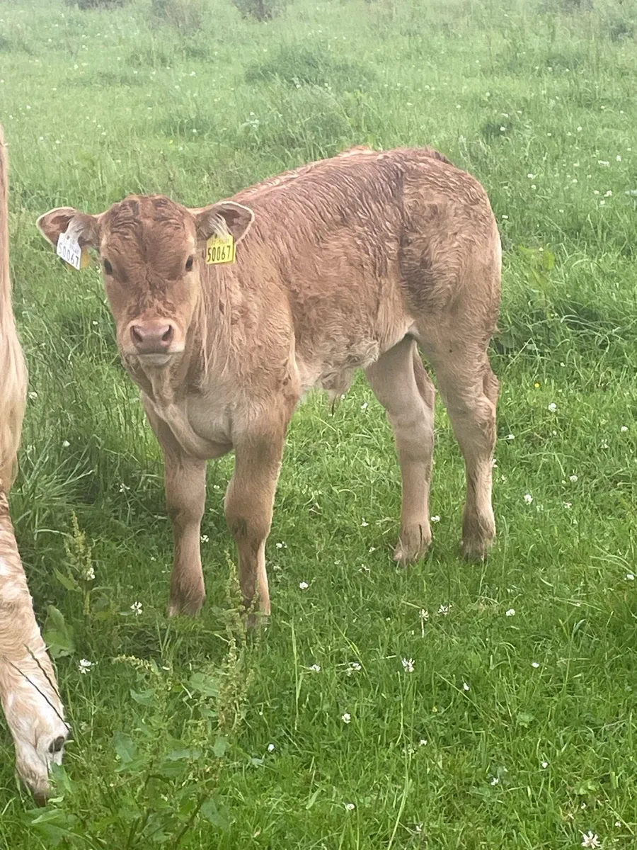 Pedigree limousine cows - Image 3