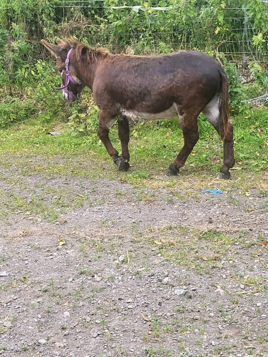 Donkey - Image 1