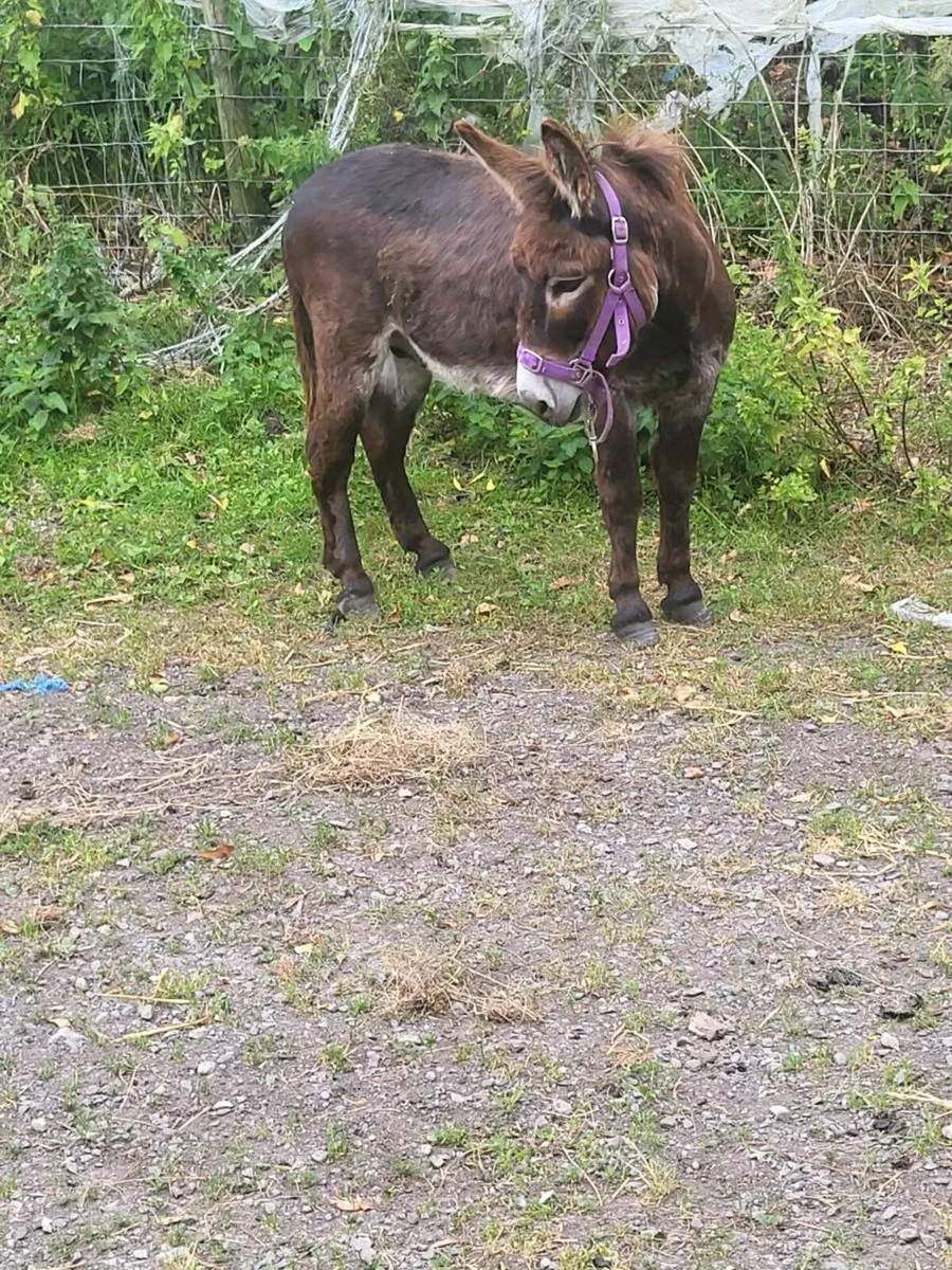 Donkey - Image 2