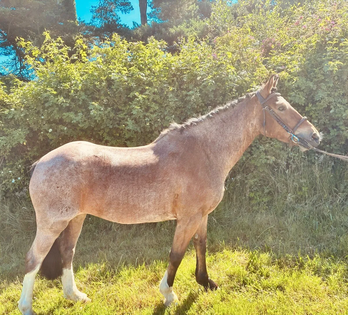 Cracking little cob. - Image 4