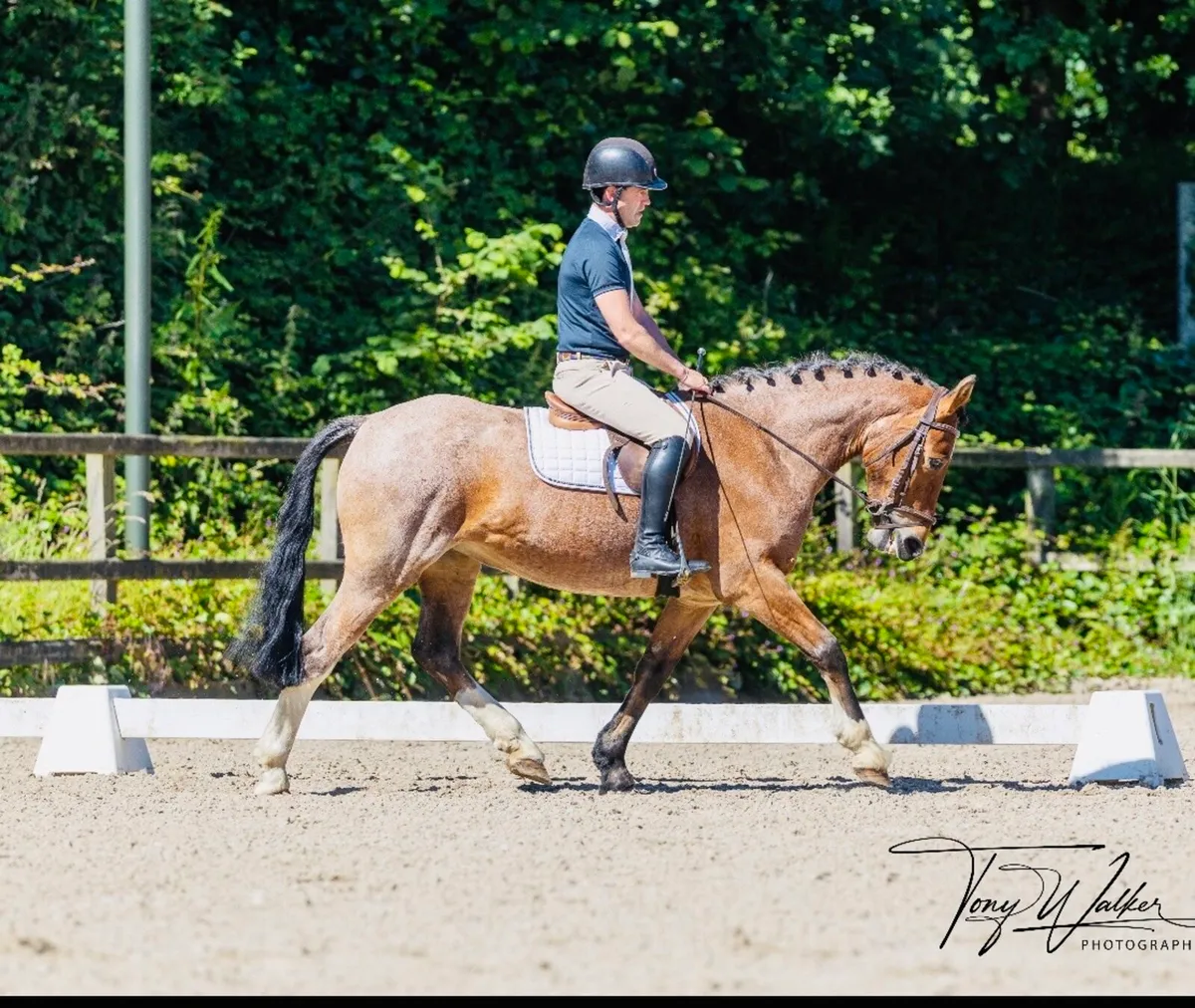 Cracking little cob. - Image 1