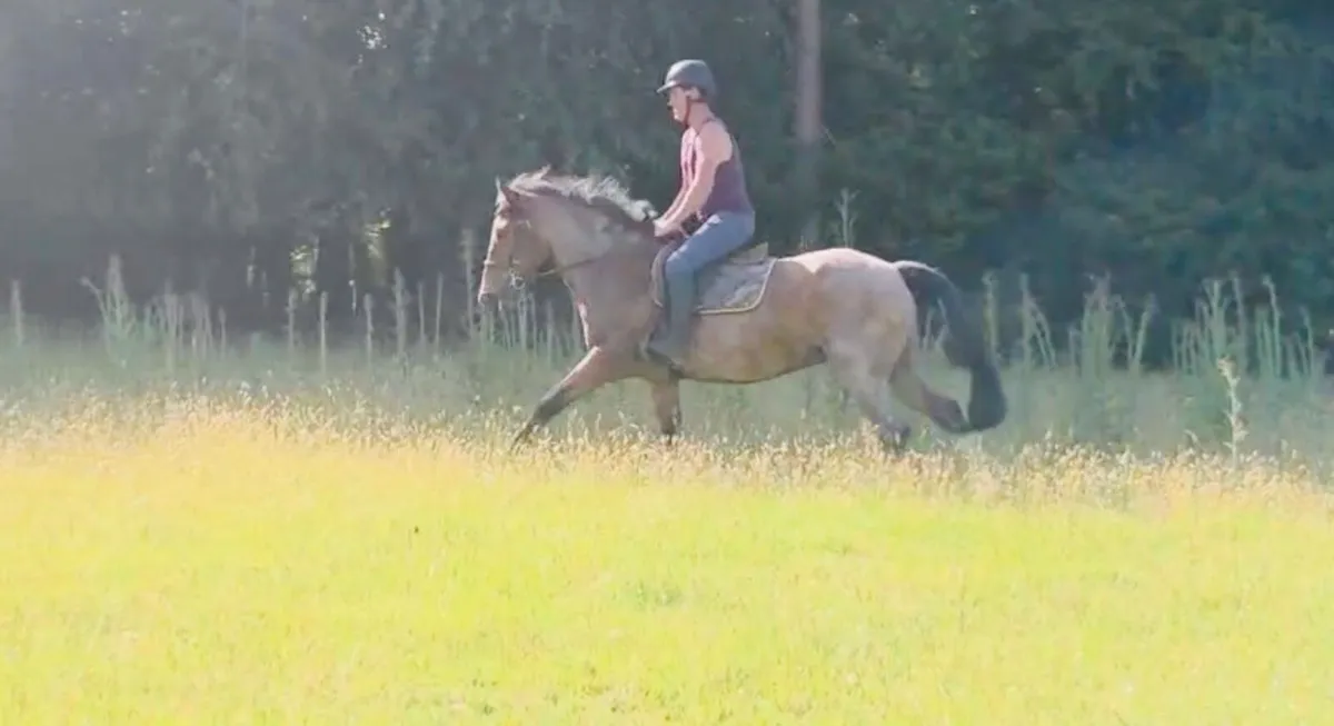 Cracking little cob. - Image 2