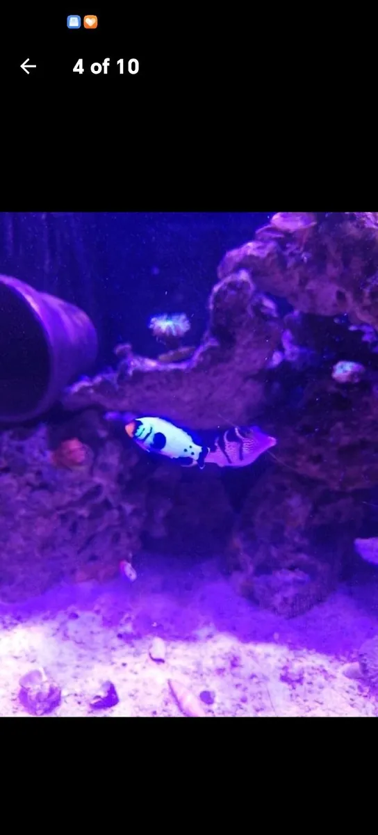 Marine tank - Image 4