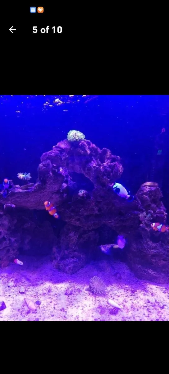 Marine tank - Image 2