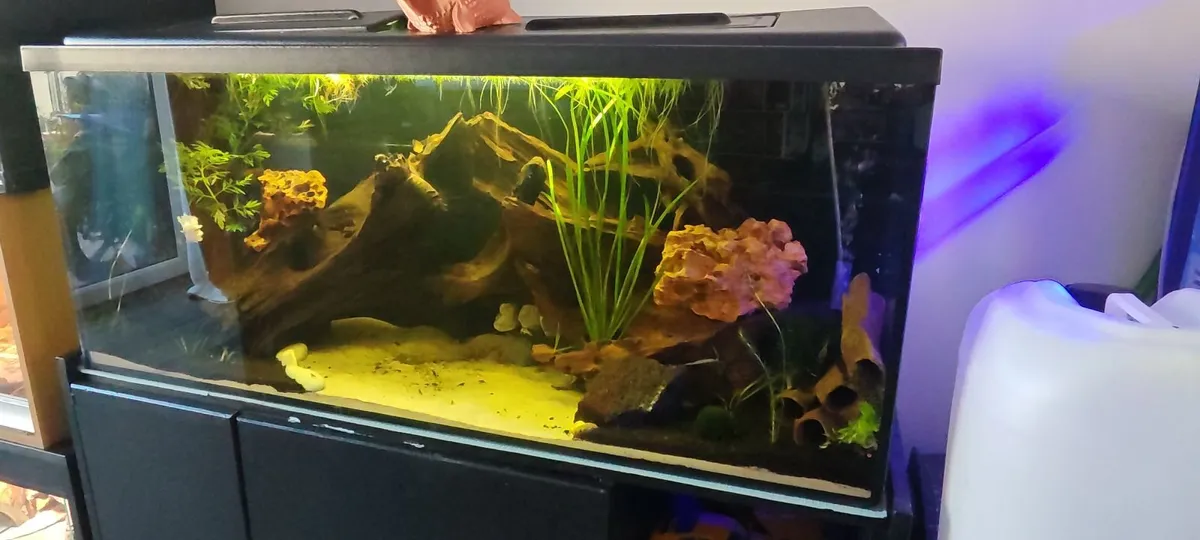 Fishtank - Image 2