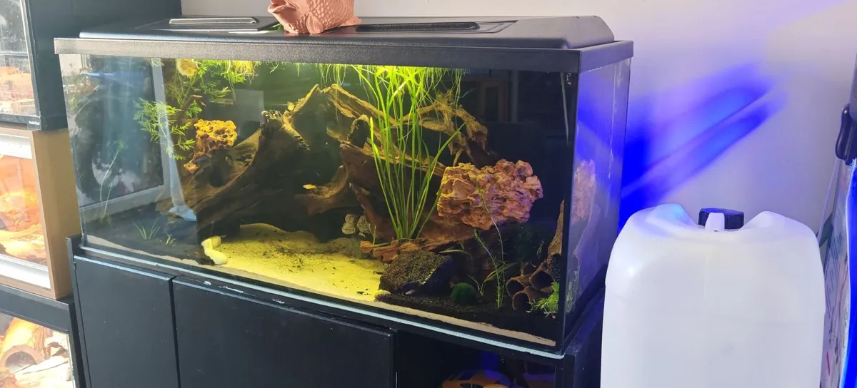 Fishtank - Image 3