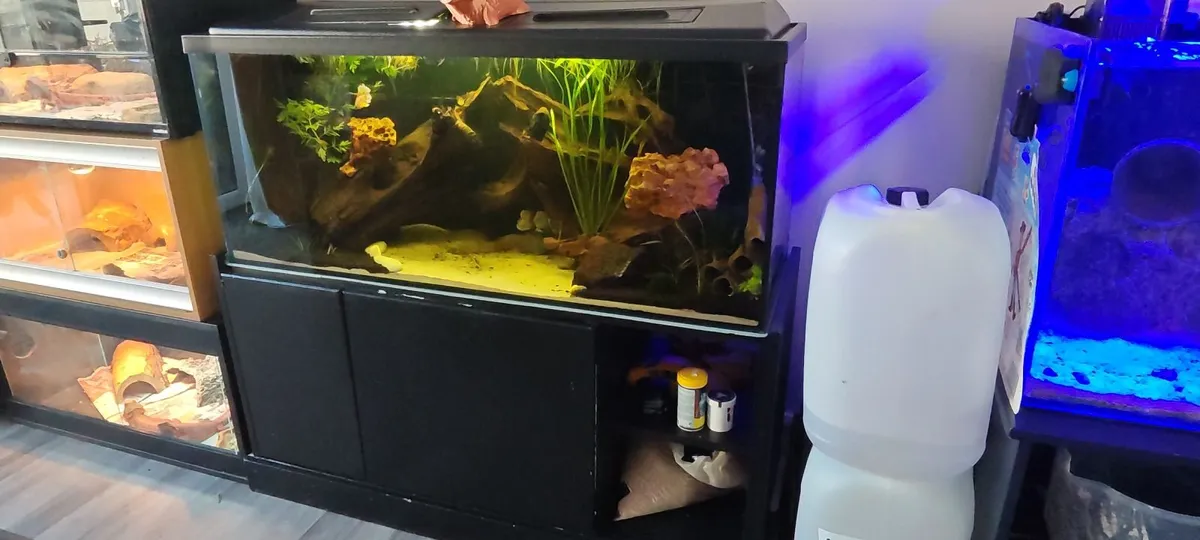 Fishtank - Image 1