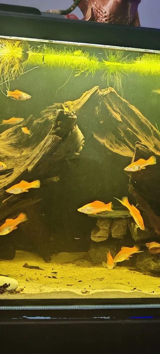 Fishtank - Image 4