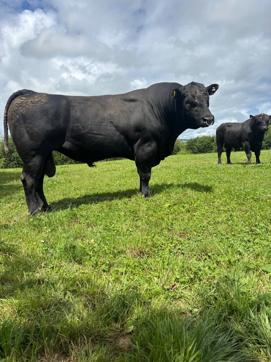 Pedrigee register Angus bulls - Image 1