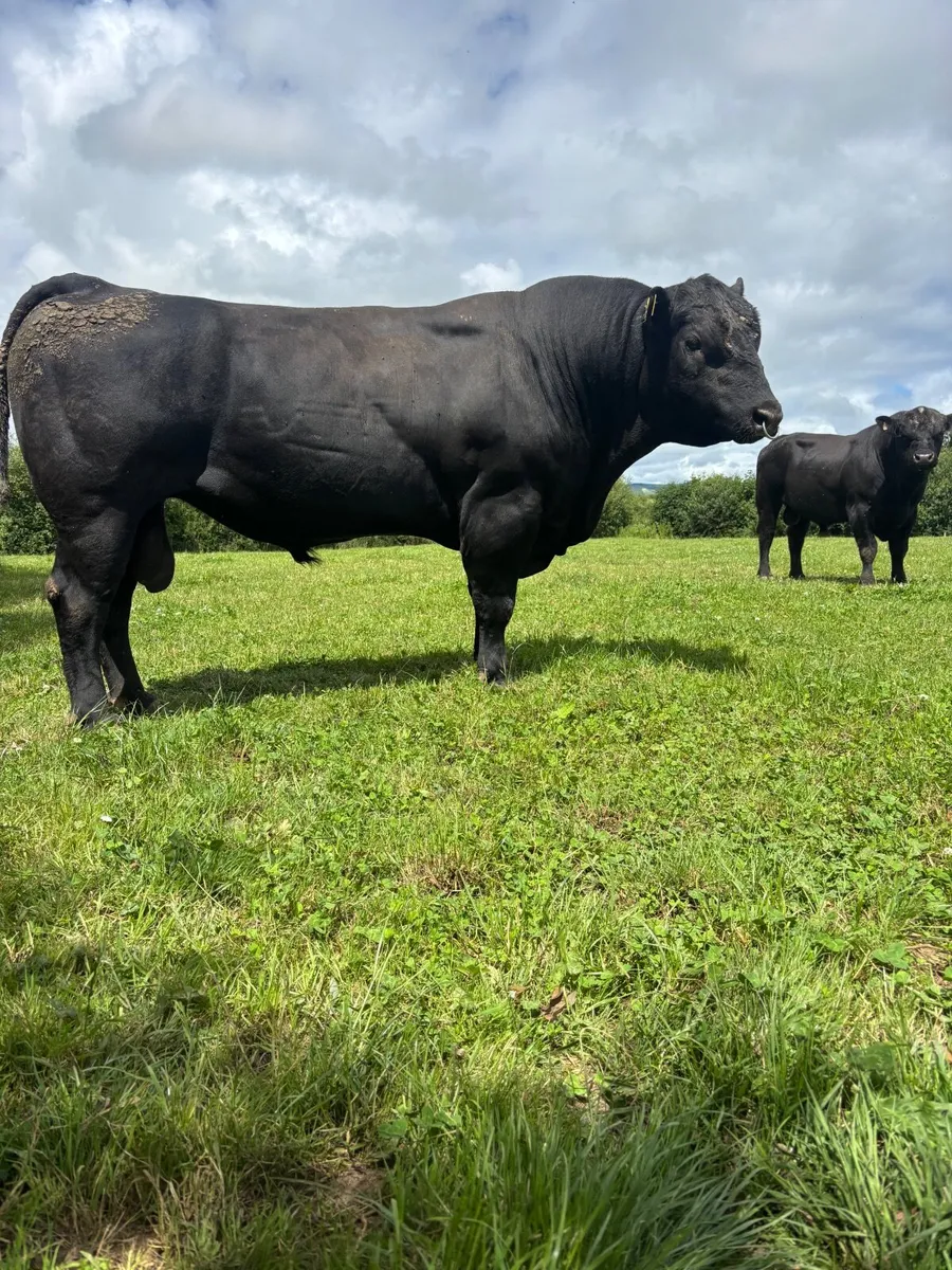 Pedrigee register Angus bulls - Image 2