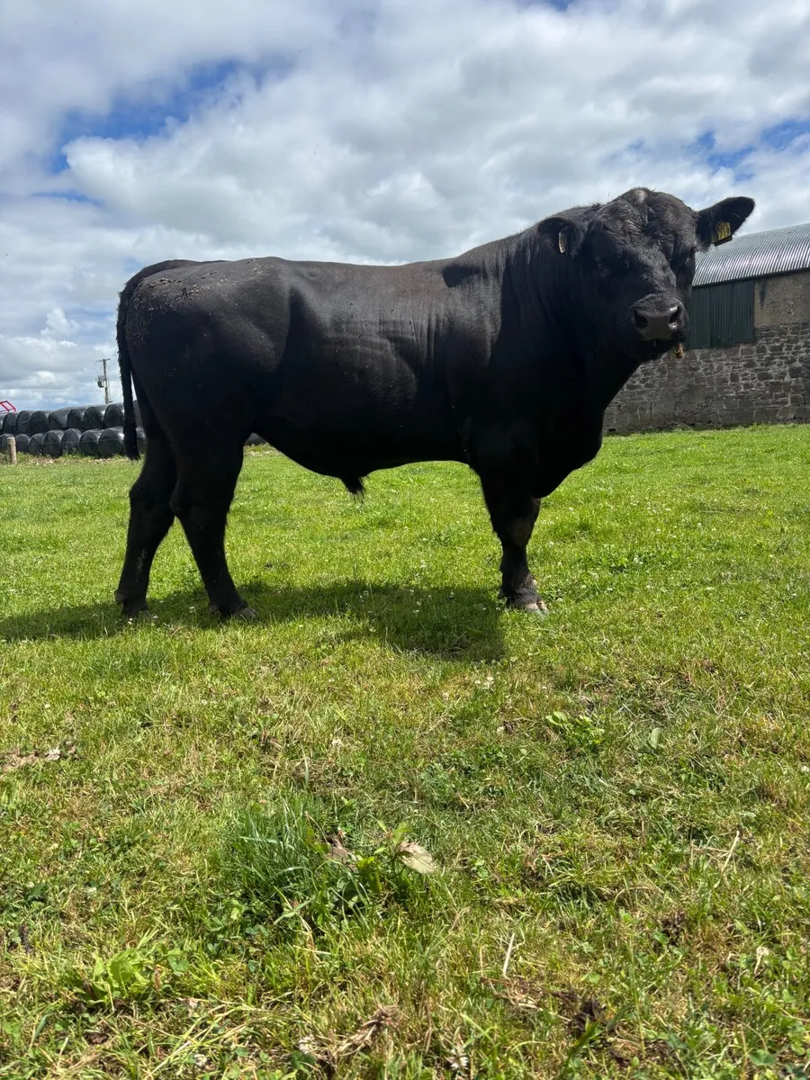 Pedrigee register Angus bulls - Image 3