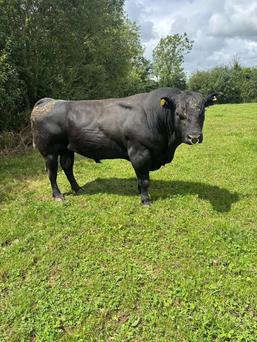 Pedrigee register Angus bulls - Image 4