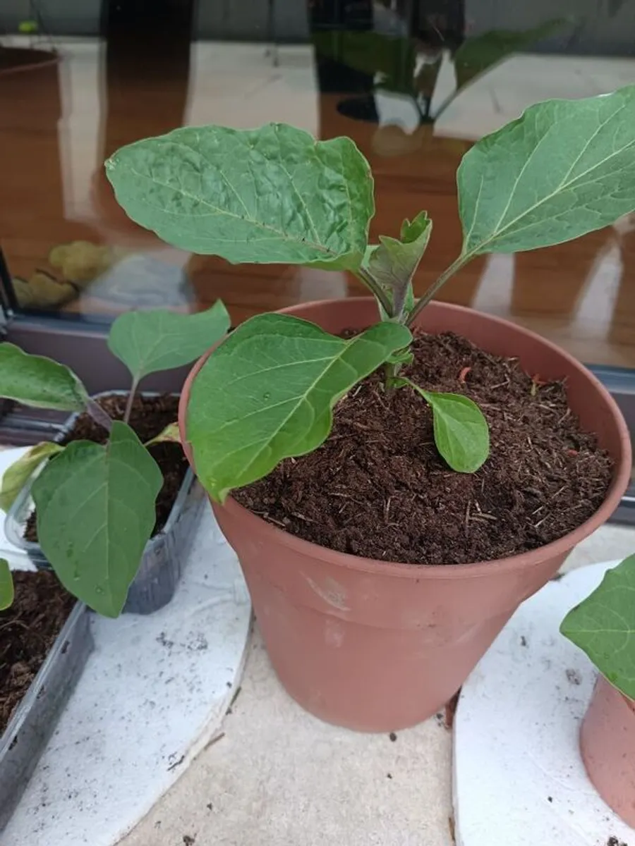Aubergine plants - Image 1