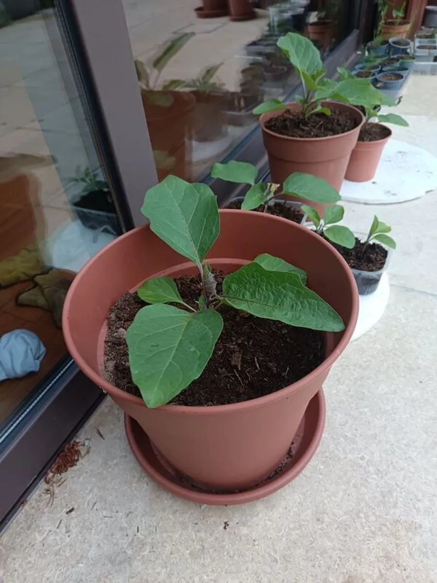 Aubergine plants - Image 2