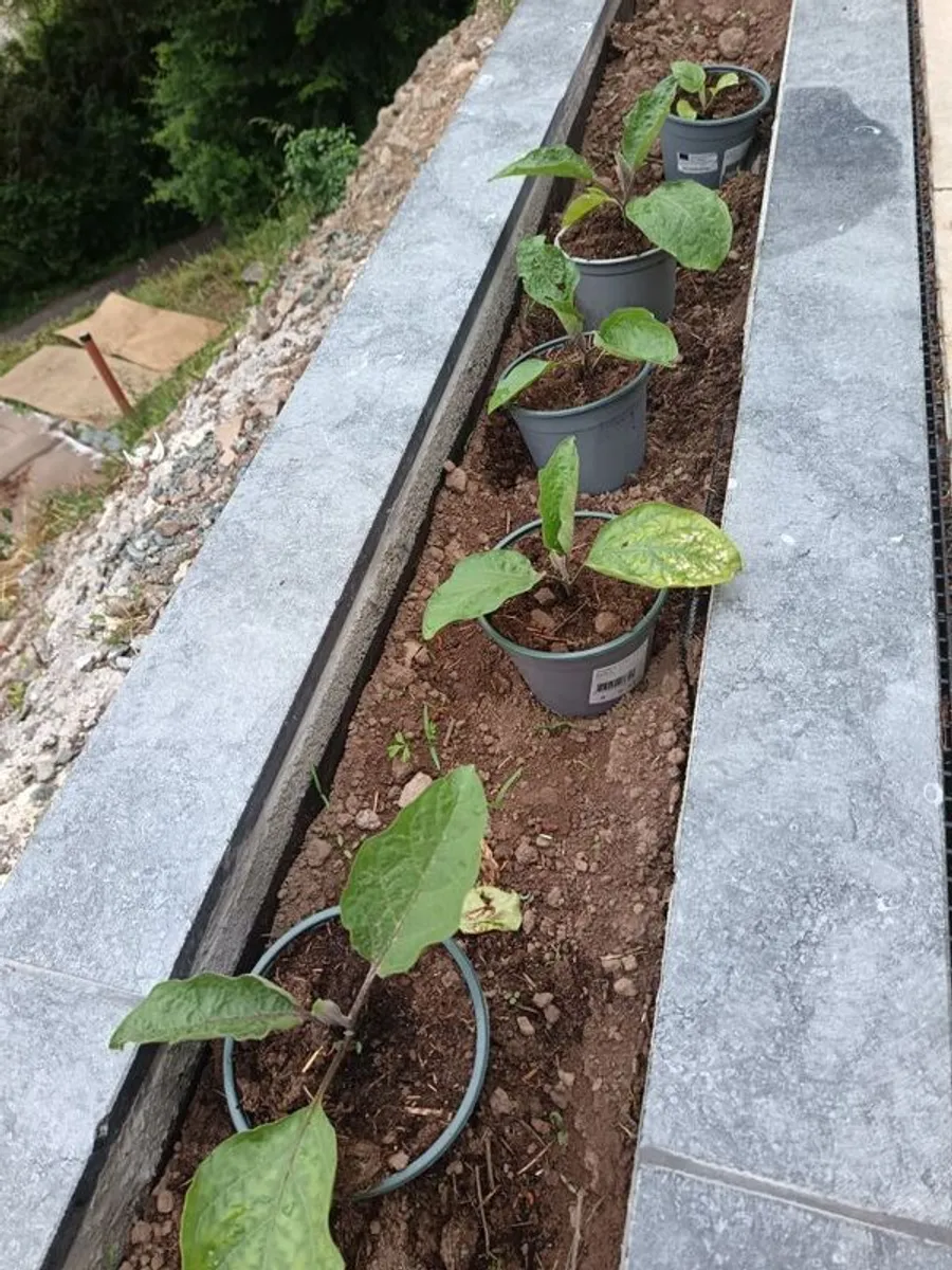 Aubergine plants - Image 3
