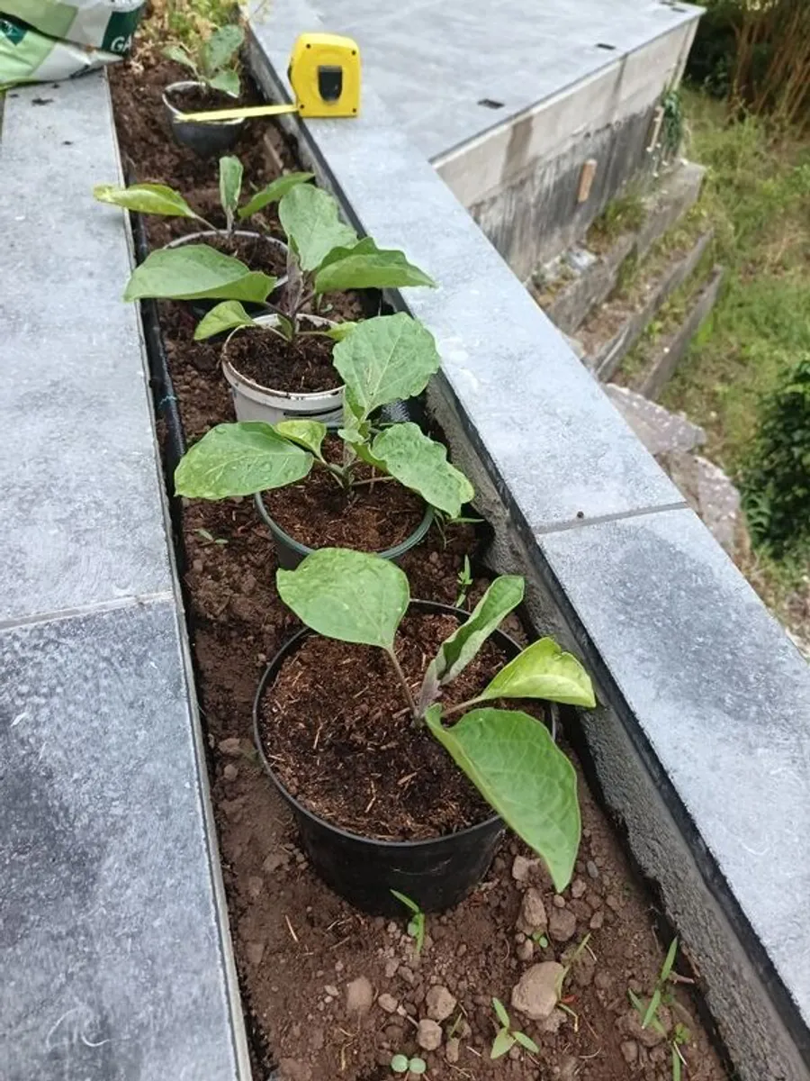 Aubergine plants - Image 4