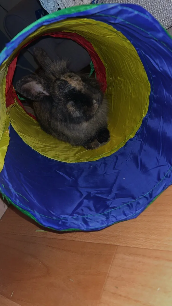 Female rabbit - Image 2