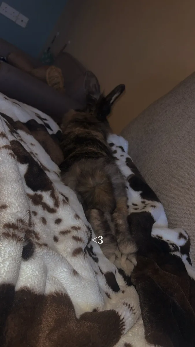 Female rabbit - Image 3