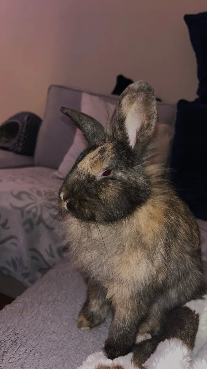 Female rabbit - Image 4