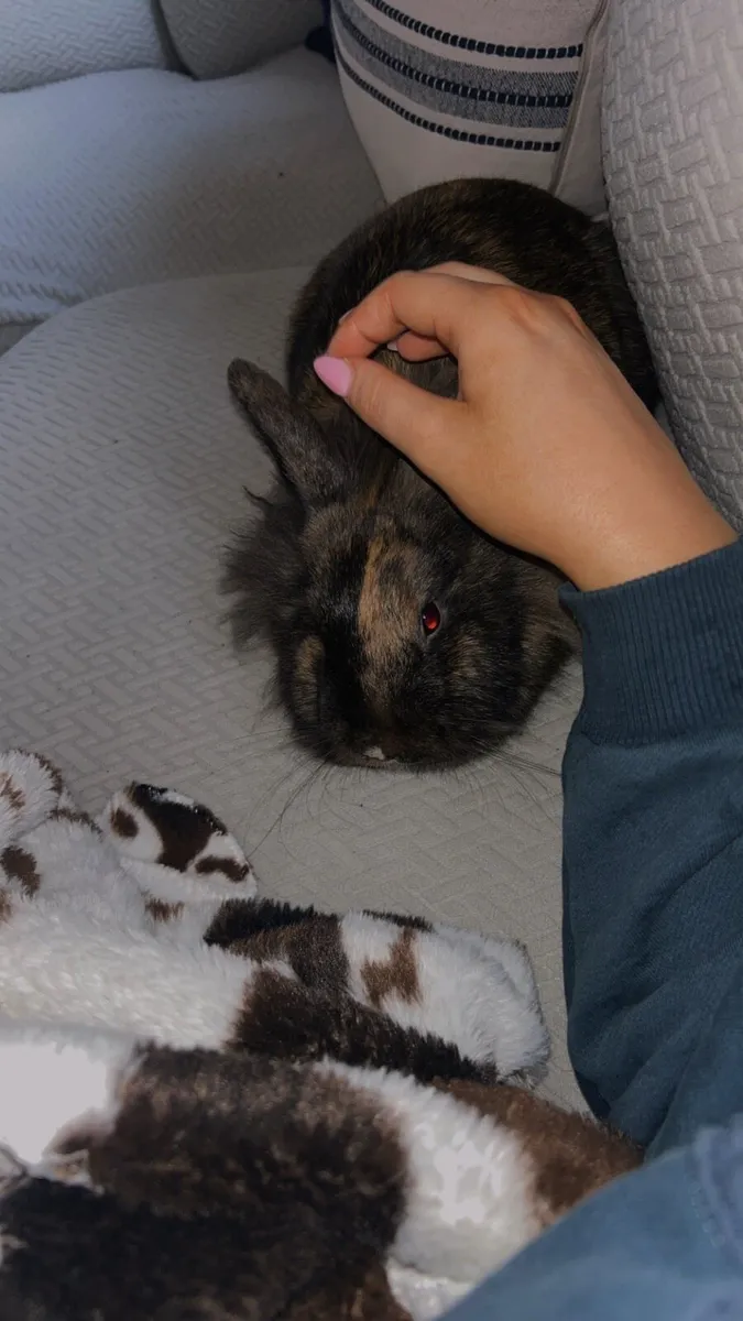 Female rabbit - Image 1