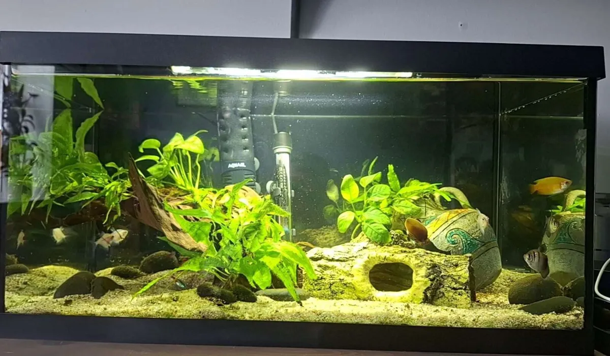 Fish tank 54L including fish, decorations and extr
