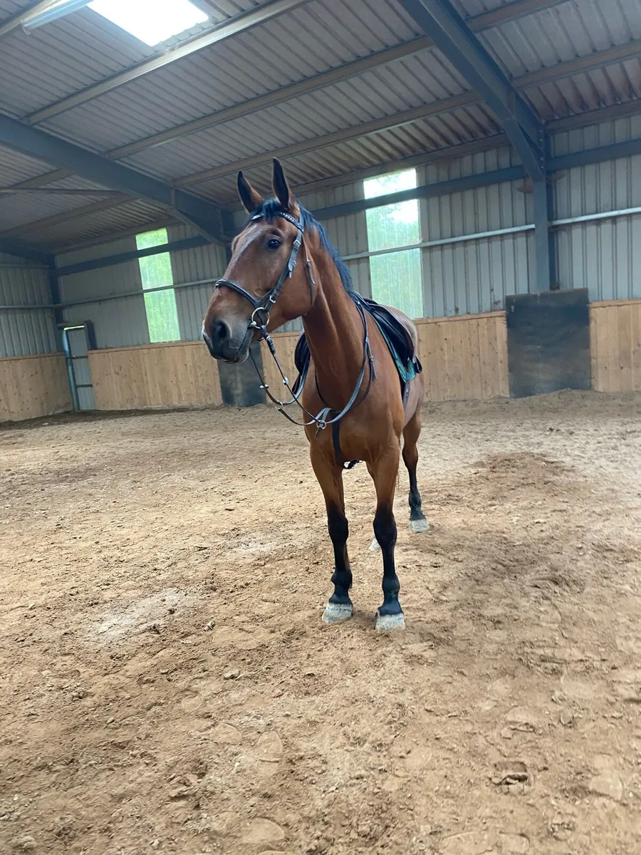 6 year old 17.3hh gelding - Image 2
