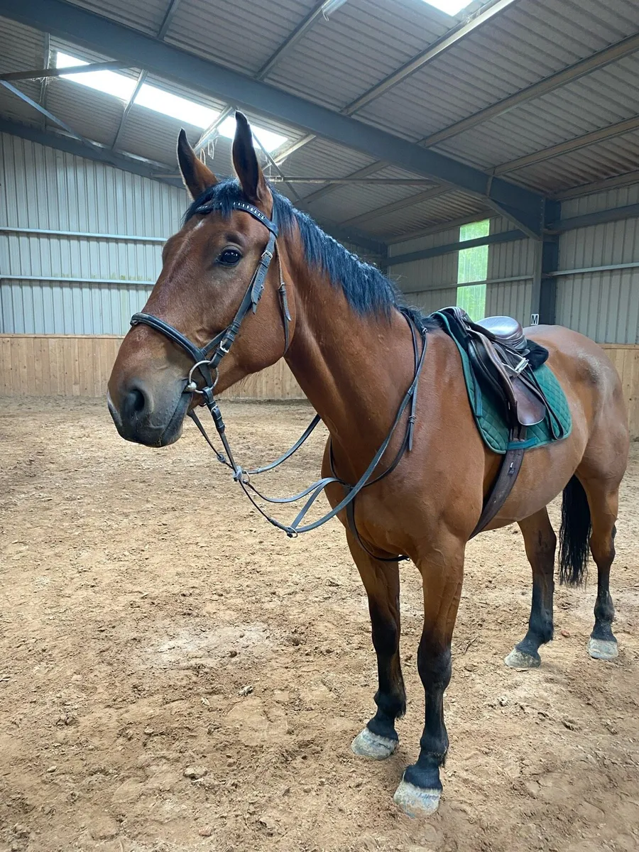 6 year old 17.3hh gelding - Image 3