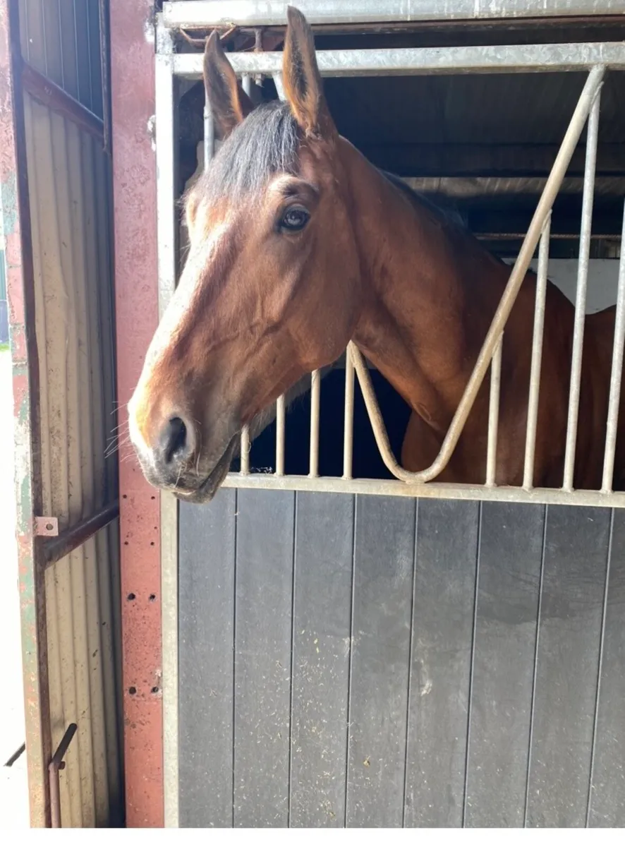 6 year old 17.3hh gelding - Image 1