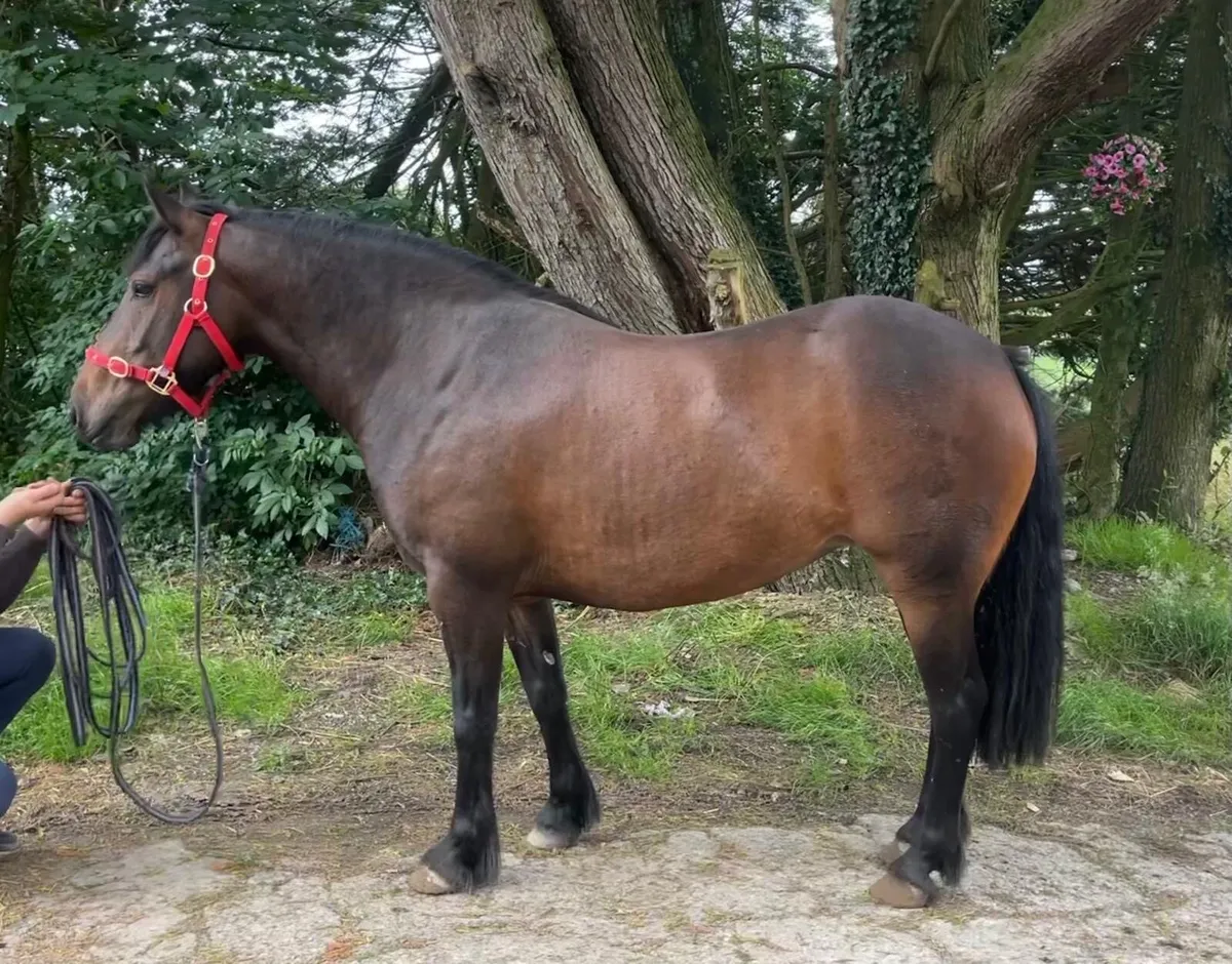 14h cob - Image 1