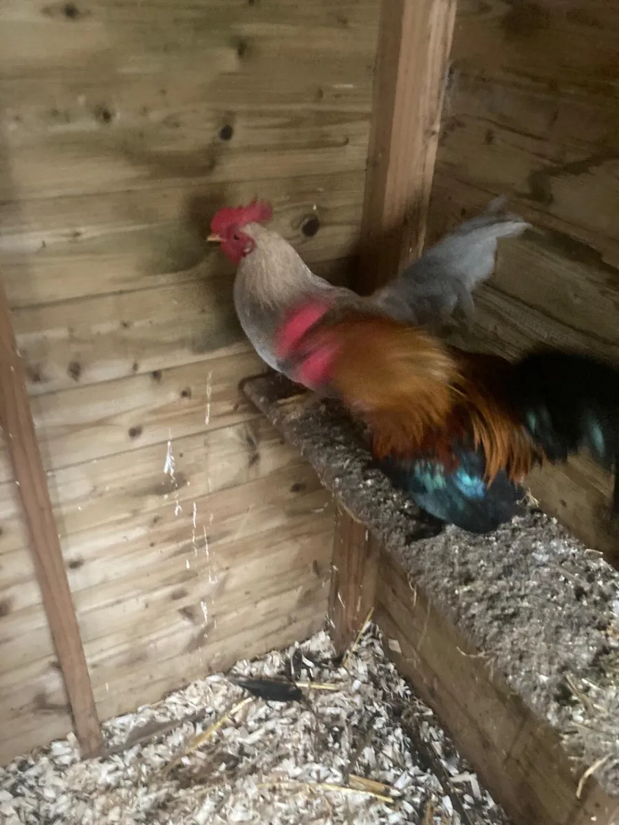 Bantam Roosters - Image 3