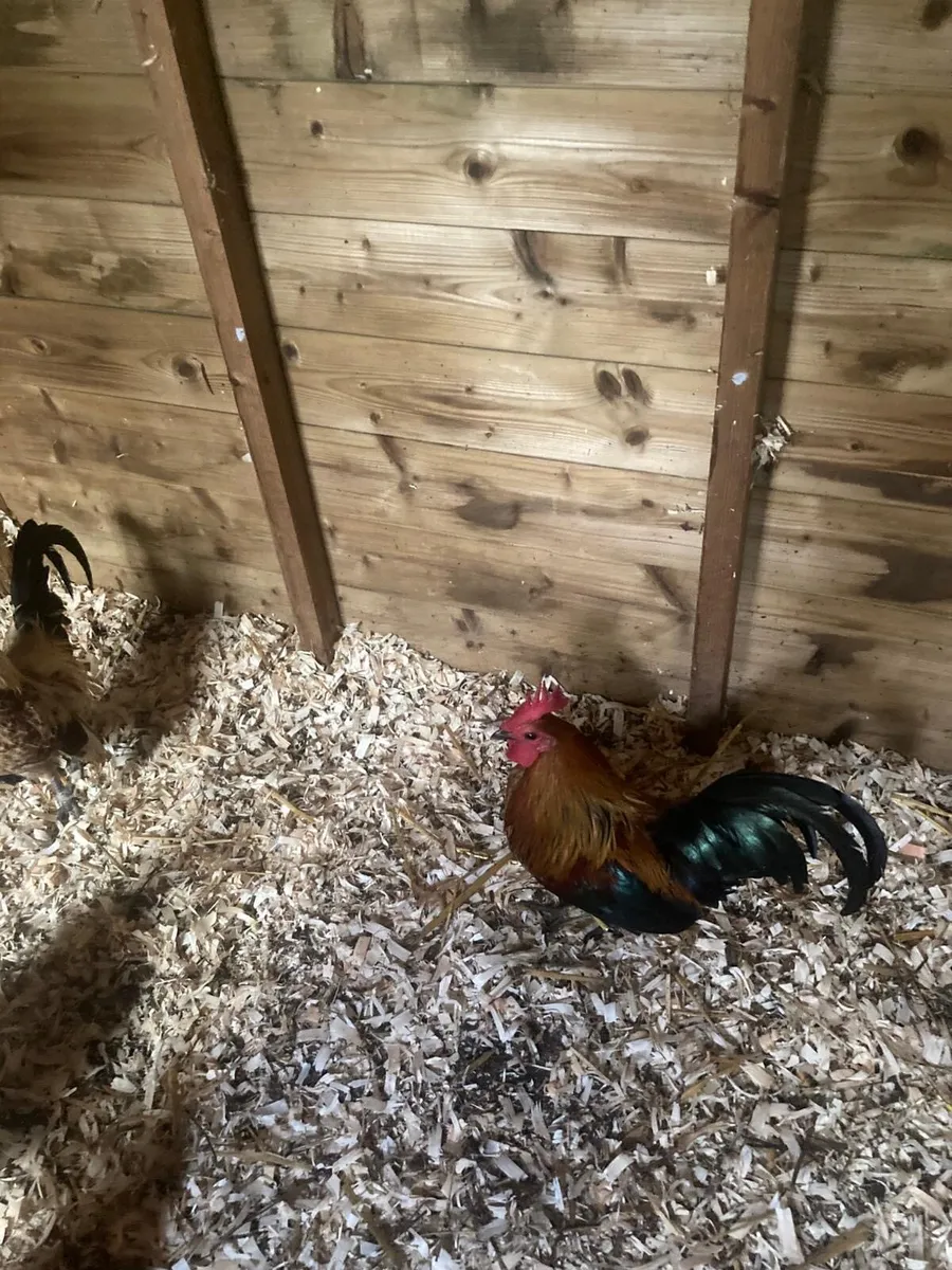 Bantam Roosters - Image 4