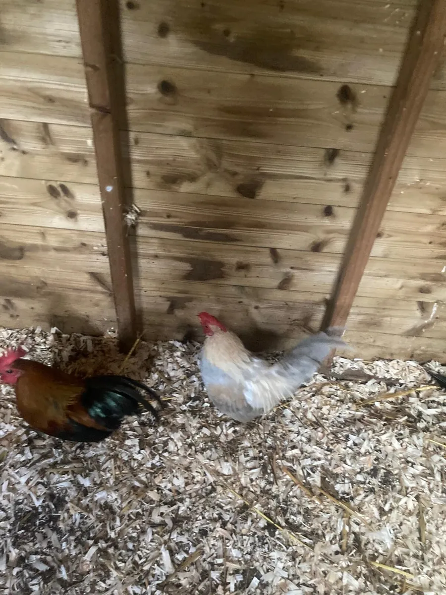 Bantam Roosters - Image 2