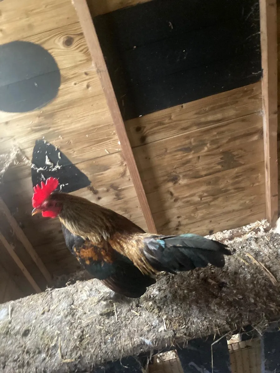 Bantam Roosters - Image 1